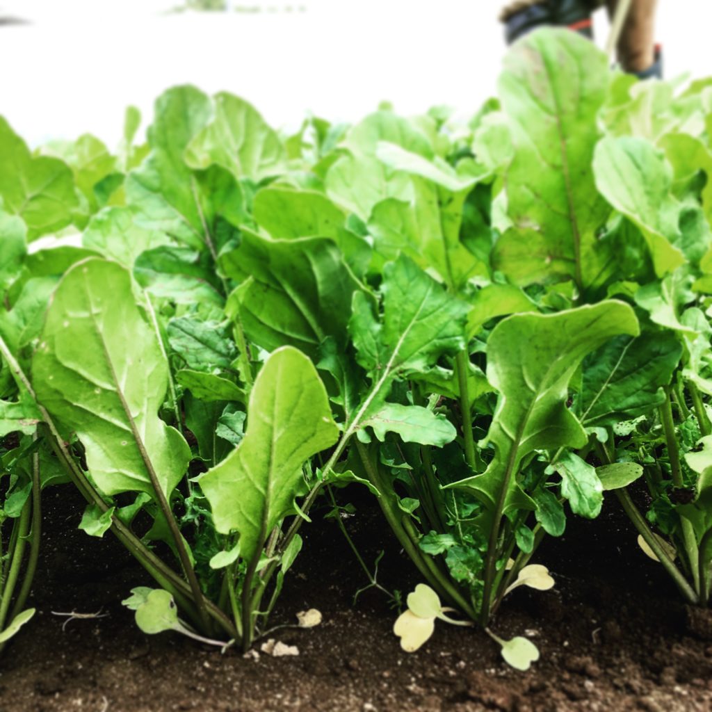 ルッコラとは 誰でも簡単に育てられる香り豊かな野菜 ハーブ Vege Rhythm