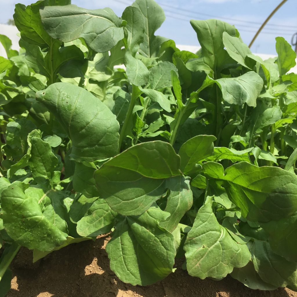 日当たり が 悪く て も 育つ 野菜