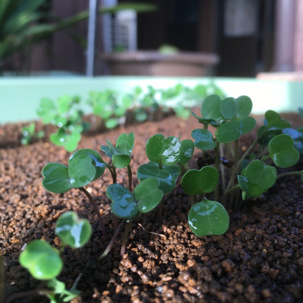 野菜の発芽率を上げるために理解しておきたいポイント３つ【家庭菜園】