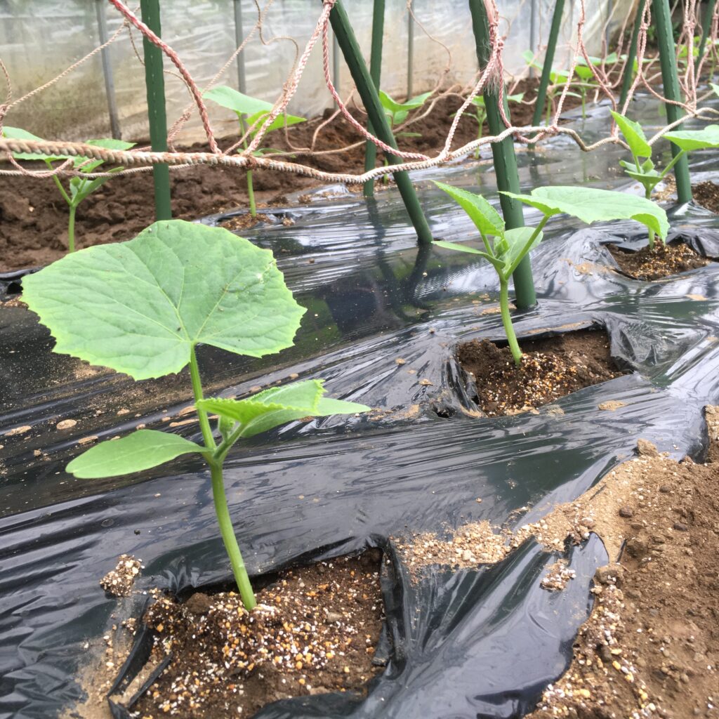 ベランダ菜園の野菜栽培過程で必要な道具と野菜リスト【初心者必見】