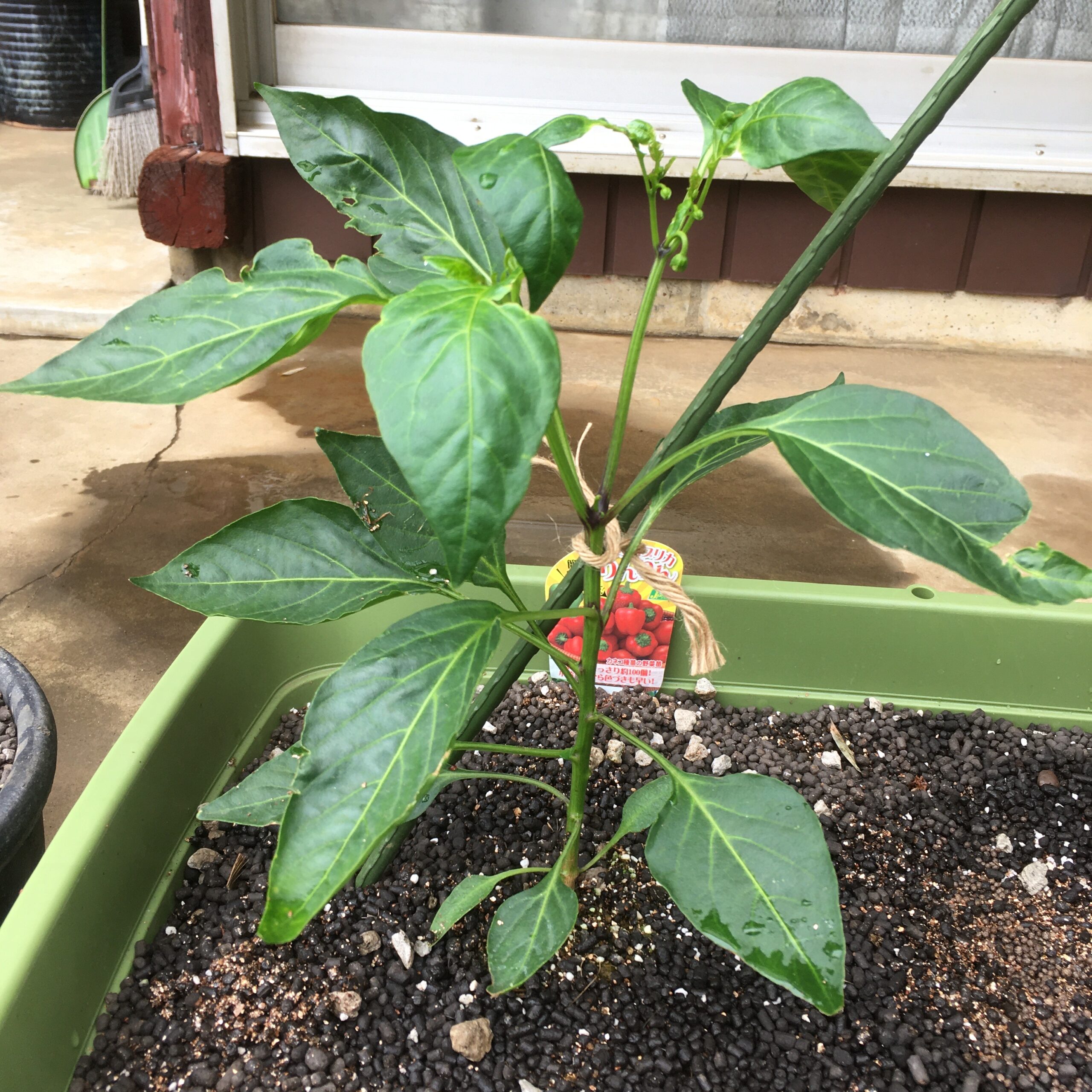 ベランダ菜園の野菜栽培過程で必要な道具と野菜リスト【初心者必見】