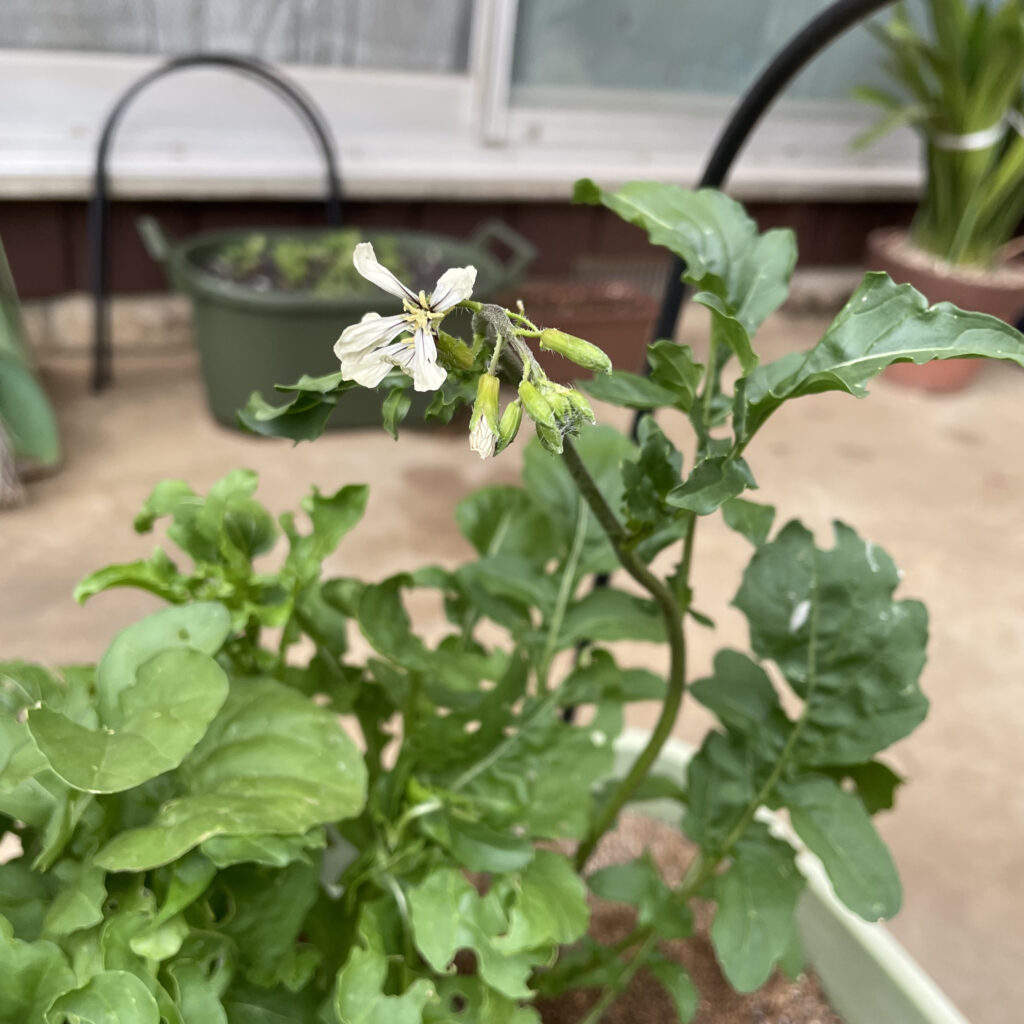 ルッコラとはどんな野菜/ハーブ？