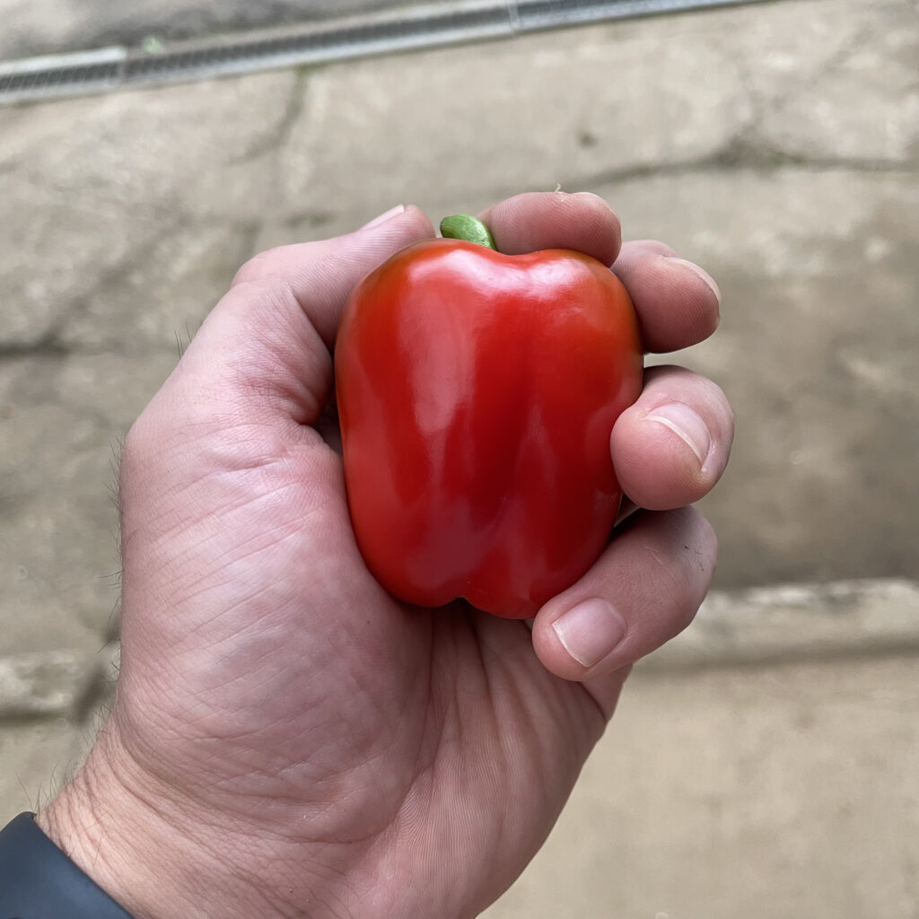 ミニパプリカってどんな野菜？【パプリカの基本情報】