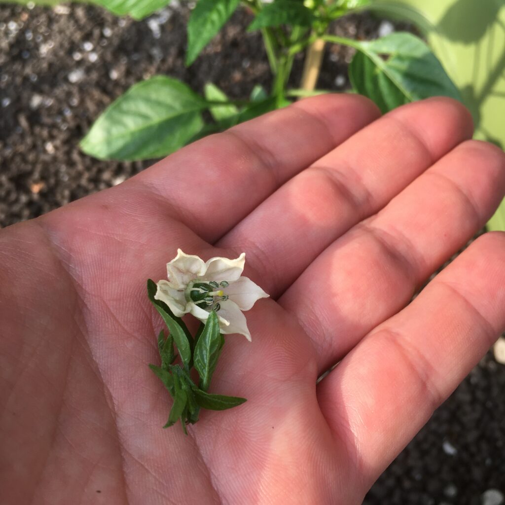 ミニパプリカの芽かきと摘花（てきか）【５月８日】