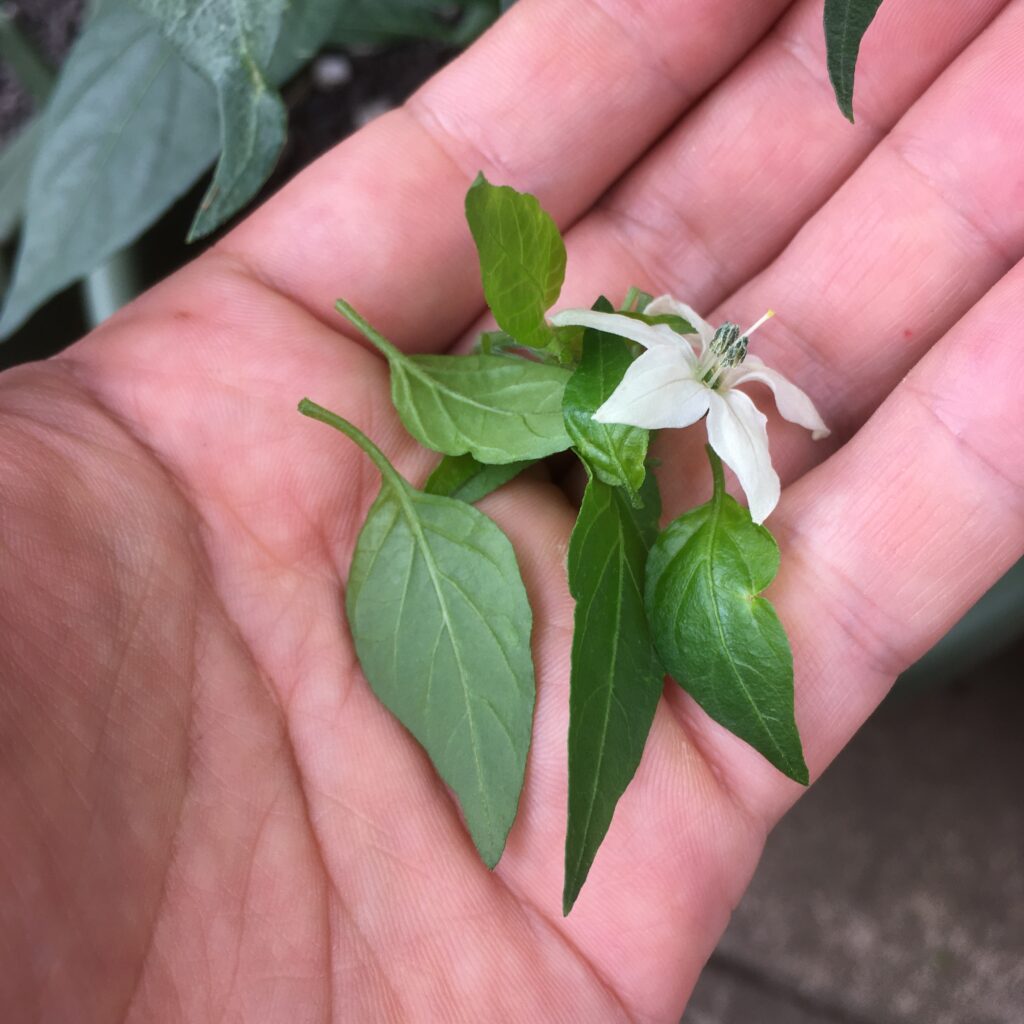 農家が鷹の爪をプランターで栽培してみた！