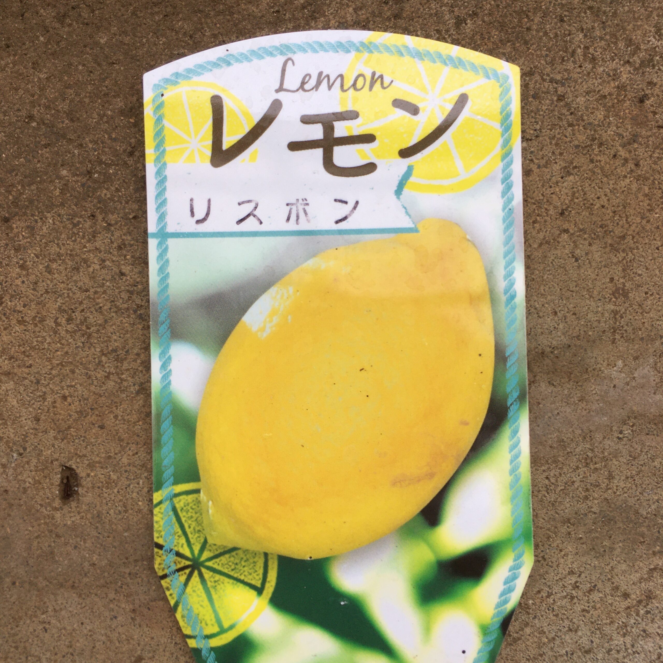レモン（リスボン）を植木鉢で農家が育てて収穫するまで【１年目】
