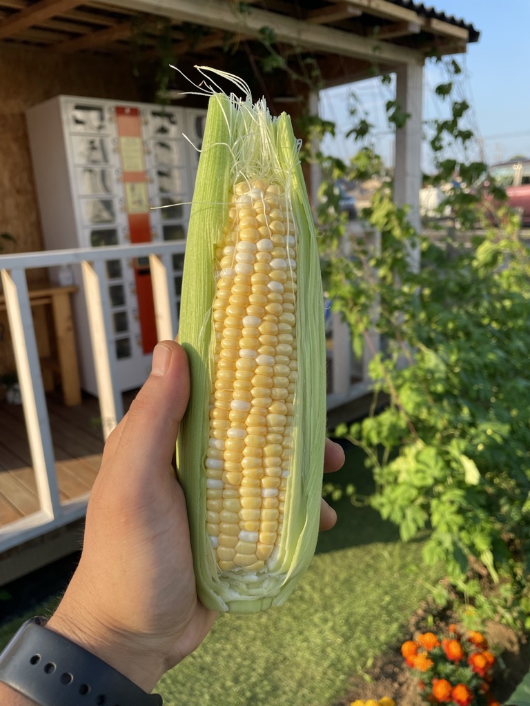 新鮮野菜の直売所ベジリズムで販売してる野菜まとめ【船橋】